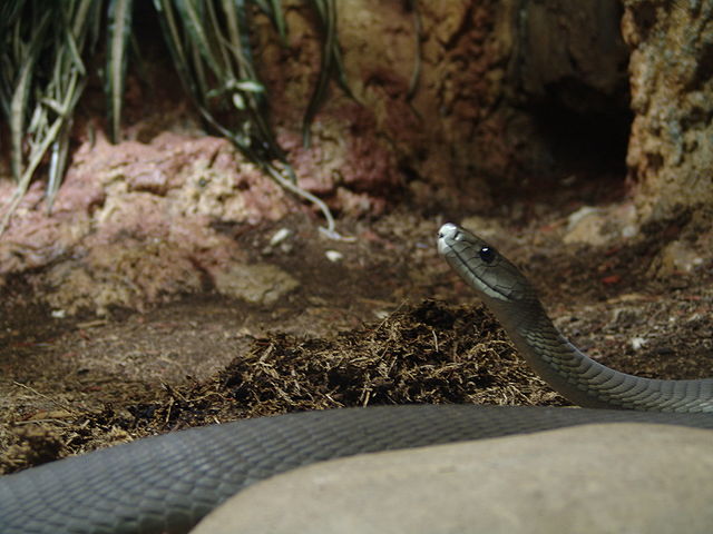 Com capacidade de atingir até 20 km/h, a Mamba negra é a serpente mais rápida em ambiente terrestre e uma das mais mortais, podendo matar até 20 adultos com seu veneno