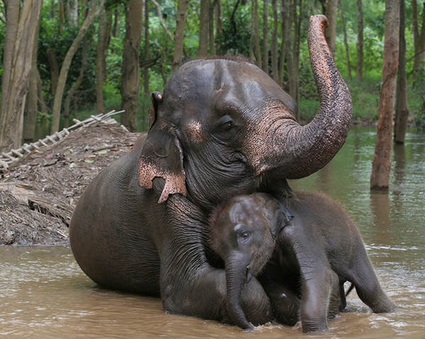 Mamãe Elefante Pigmeu Junto ao Filhote