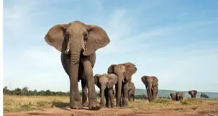 Manada e Elefantes