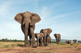 Manada e Elefantes