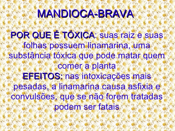 Mandioca Brava é Venenosa