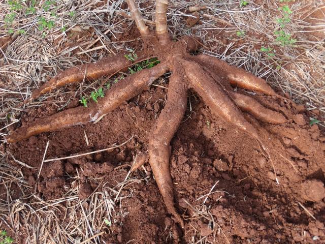 De acordo com pesquisadores, a mandioca kiriris produz cerca de 30% a mais mantendo o mesmo custo com o preparo da área e mão de obra