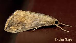 Mariposa responsável pela larva azul na couve-flor