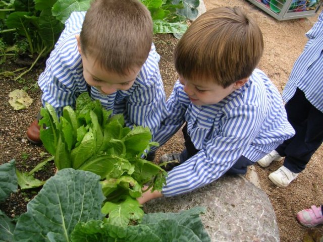 Meninos Cuidando do Desenvolvimento de Um Pé de Couve-Flor 
