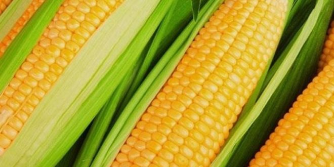 Milho é Legume ou Verdura? | Mundo Ecologia