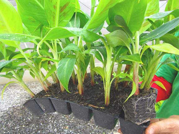 Mudas de Banana