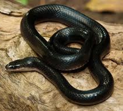 Muçurana Enrolada
