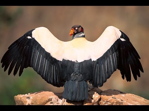 O Majestoso Urubu Rei