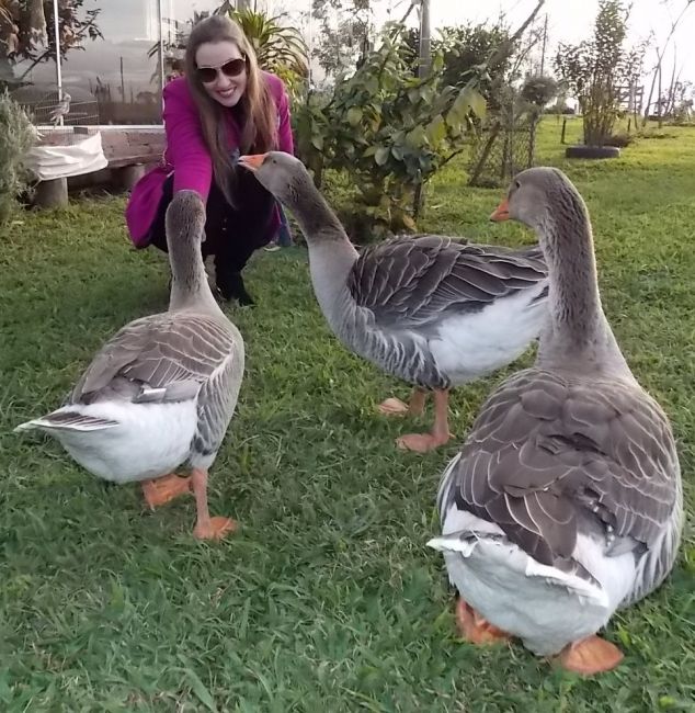 O Pescoço do Ganso Toulouse