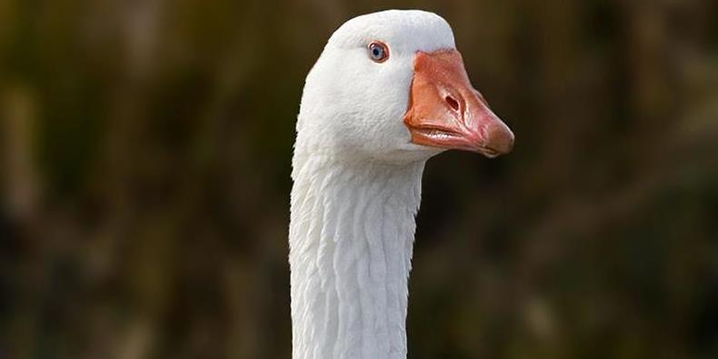 Os Lindos Olhos Azuis do Ganso de Bremen 