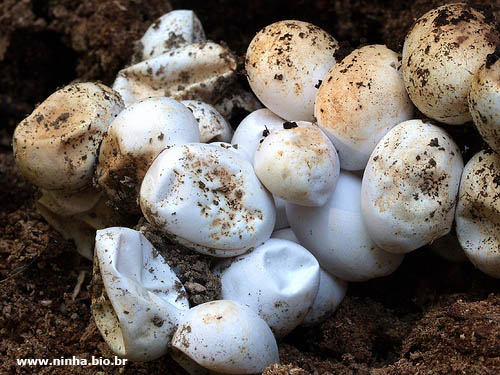 Ovos de Cobra Caninana