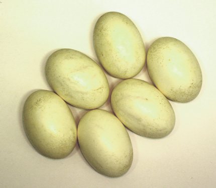 Ovos de Ganso Toulouse
