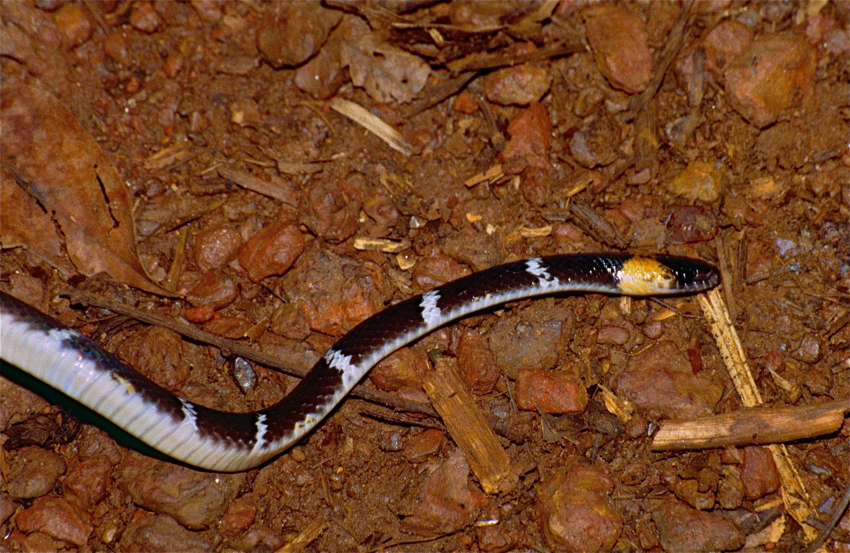 Cobra Alaranjada Oxyrhopus Melanogenys