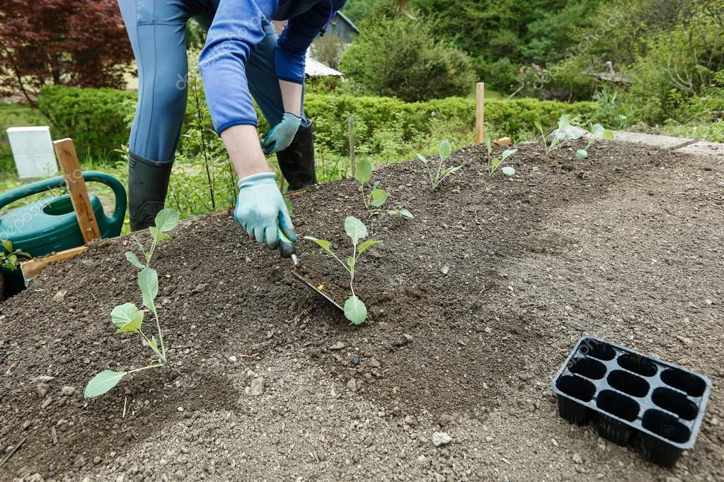 Plantação de Brócolis
