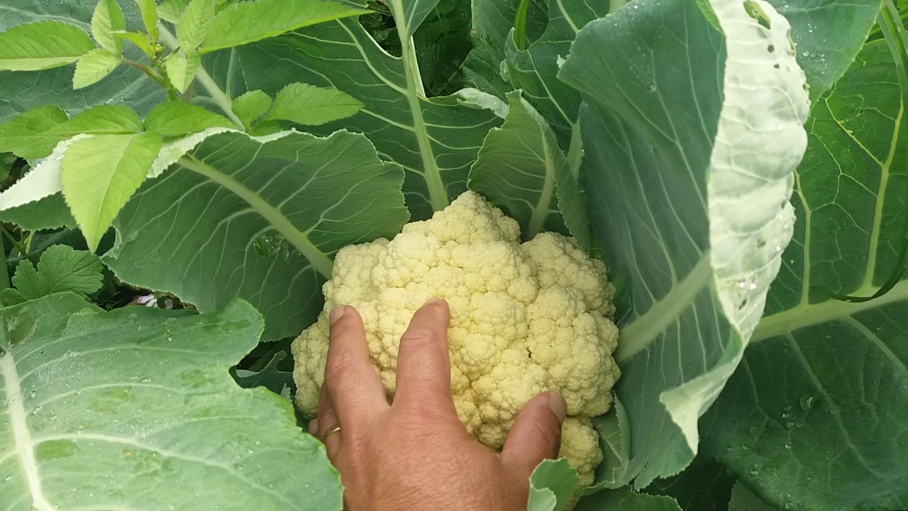 Agricultor Colhendo Couve Flor