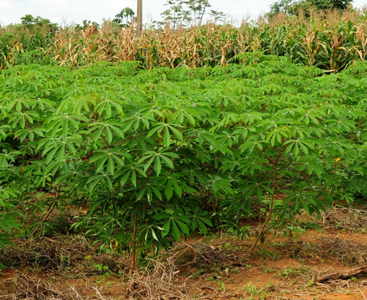 O Brasil, um dos maiores produtores mundiais de mandioca, produz cerca de 23 milhões de toneladas