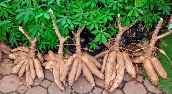 Pé de Mandioca Brava | Mundo Ecologia