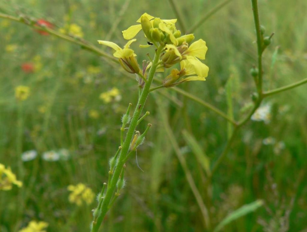Rapistrum Rugosum