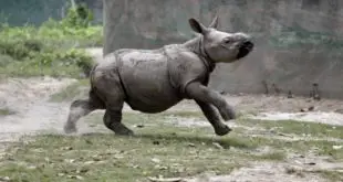 Rinoceronte Indiano Filhote