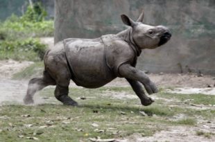 Rinoceronte Indiano Filhote