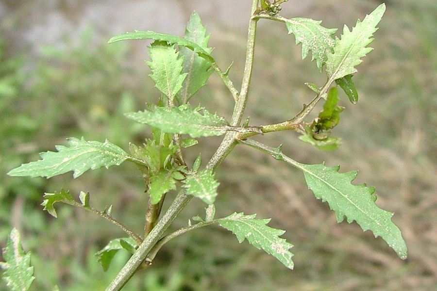 Rorippa Palustris
