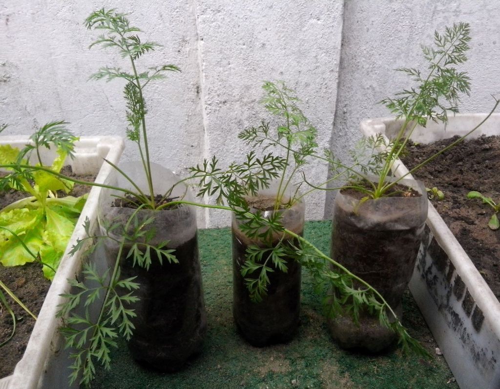 Como Plantar Samambaia em Garrafas Pet
