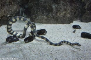 Serpente Gigante da Família Hydrophis Cyanocintus