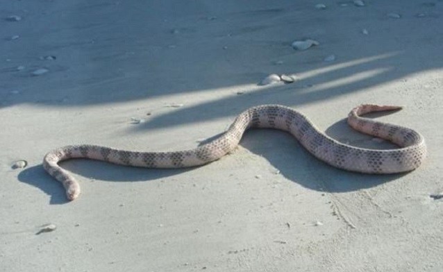 Serpente Marinha Dubois