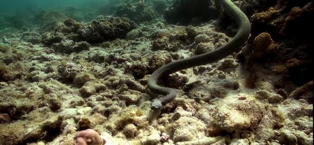 Serpente Marinha de Péron