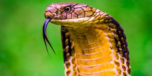 Serpente Venenosa