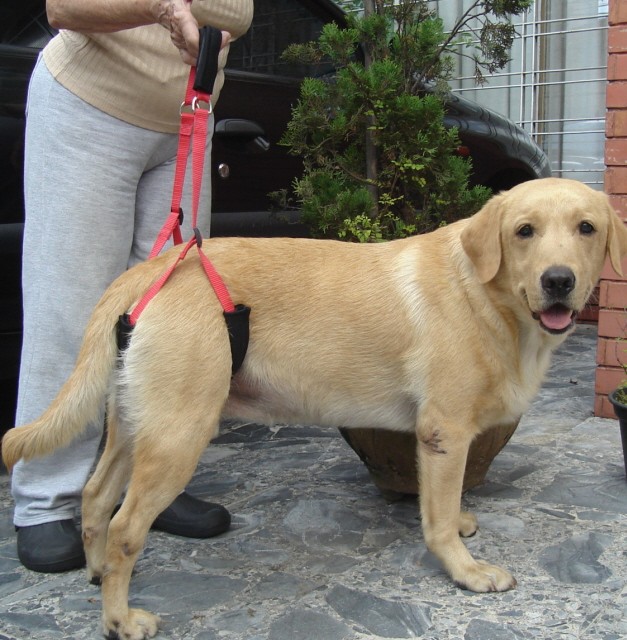 Suporte Para Ajudar Cachorro Com Displasia