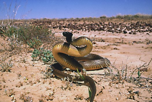Taipan Pronta Para o Ataque 