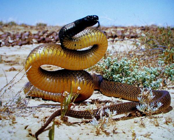 A Cobra Taipan do Interior é Extremamente Venenosa