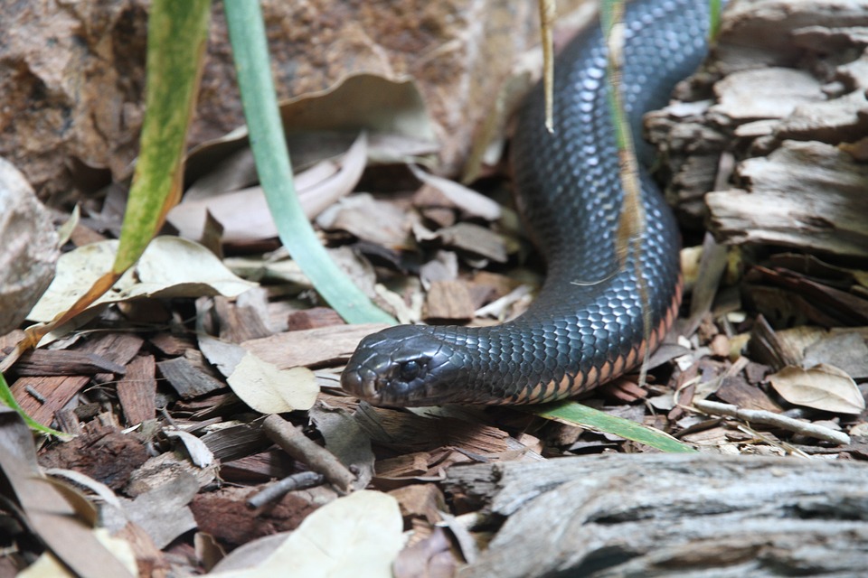A cobra mais mortal do mundo – Taipan-do-interior, possui uma neurotoxina capaz de interromper a circulação sanguínea da vítima em até 4 horas