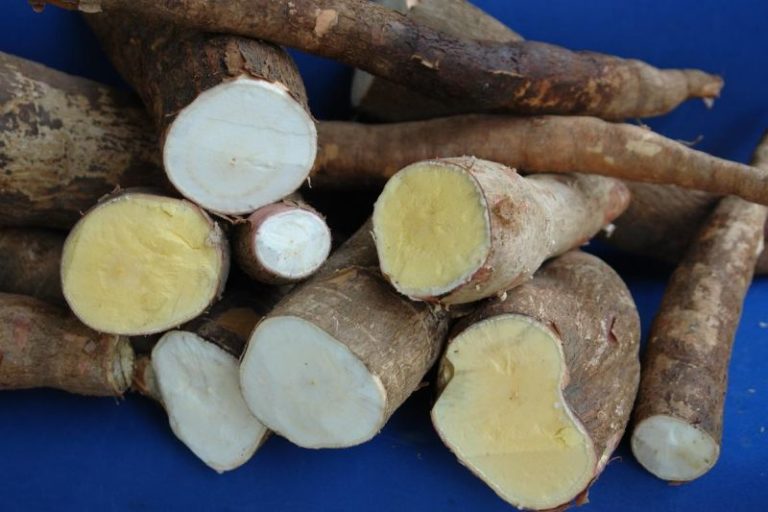 Manteiga, maragogipe e cigana estão entre as variedades de mandioca