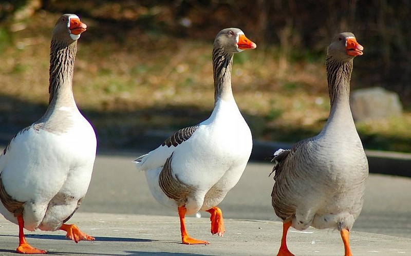 Três Lindos Gansos Andando Pela Rua 