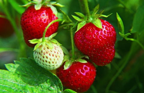 Três Morangos Vermelhos e Um Ainda Verde No Pé