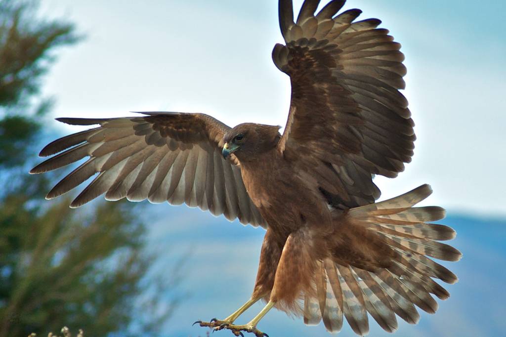 Um Falcão em Pleno Vôo