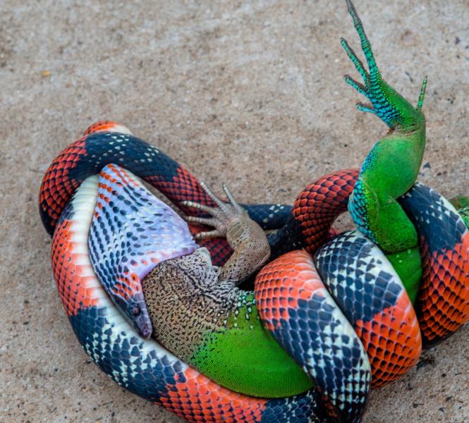 Fotógrafo Registra Cobra Engolindo Lagarto Perto de Sambódromo no Interior de SP