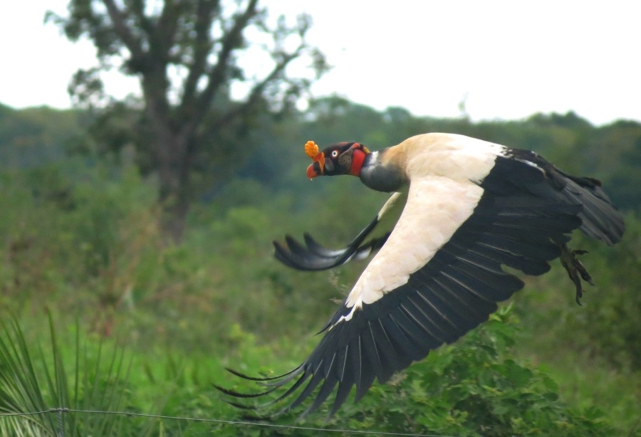 Urubu-rei (Sarcoramphus papa) Voando 