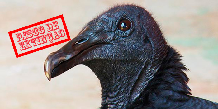 Urubus em Risco de Extinção 