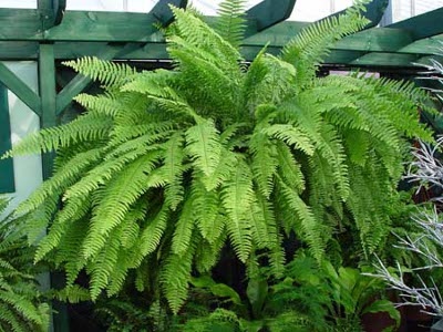 Uso do xaxim como planta ornamental para enfeitar locais