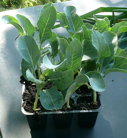 Como Plantar um Pé de Couve-Flor em Casa? | Mundo Ecologia