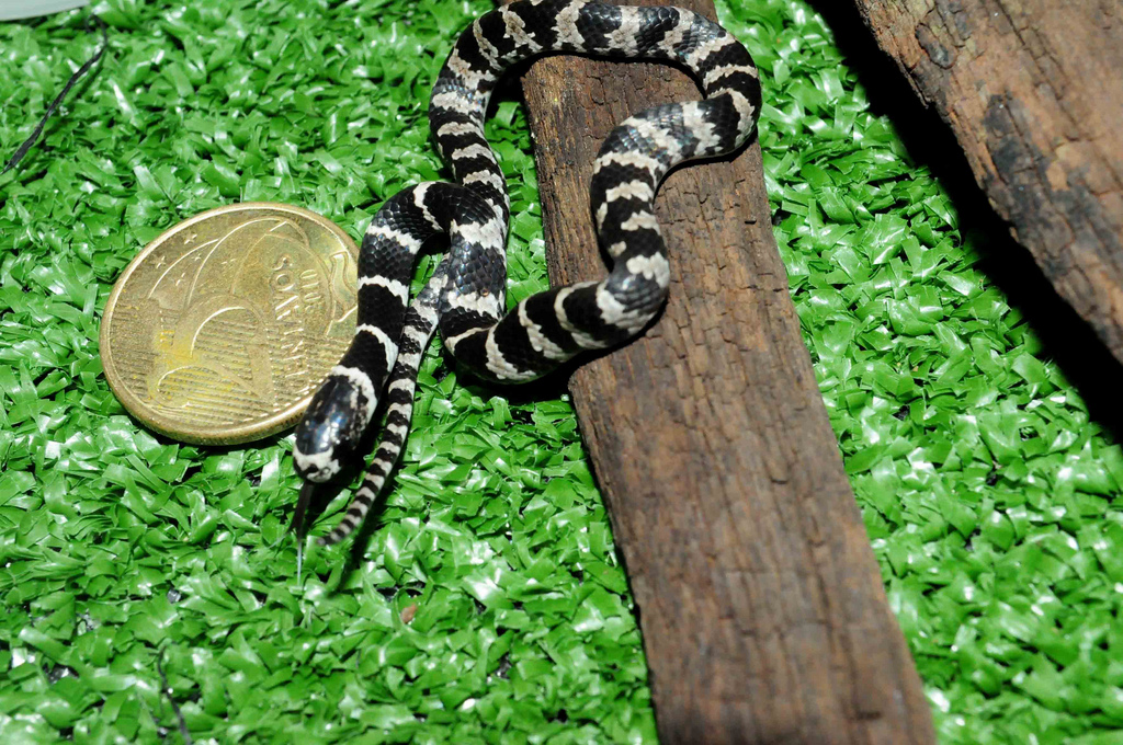Sibynomorphus mikanii ao Lado de Uma Moeda 