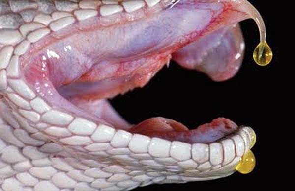 Veneno da Cascavel 