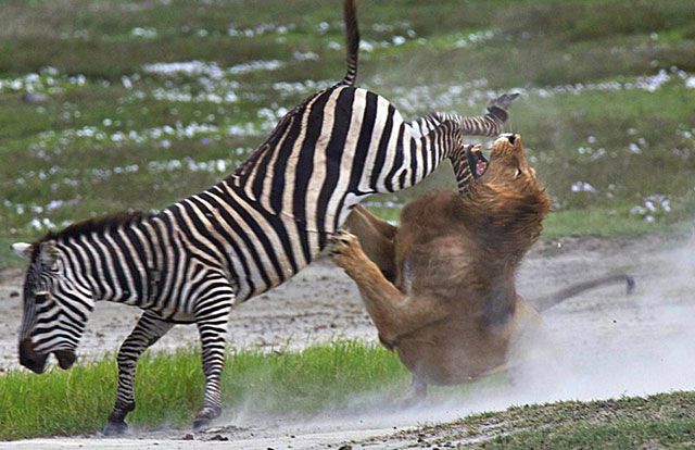 Zebra Dando Coice em um Leão 