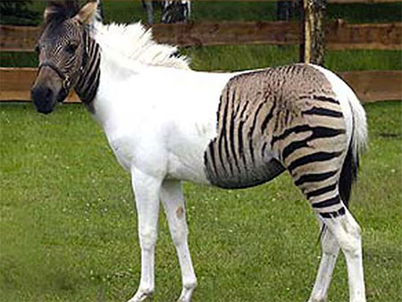 Zebralo - Cruzamento de uma Égua Com uma Zebra Macho 