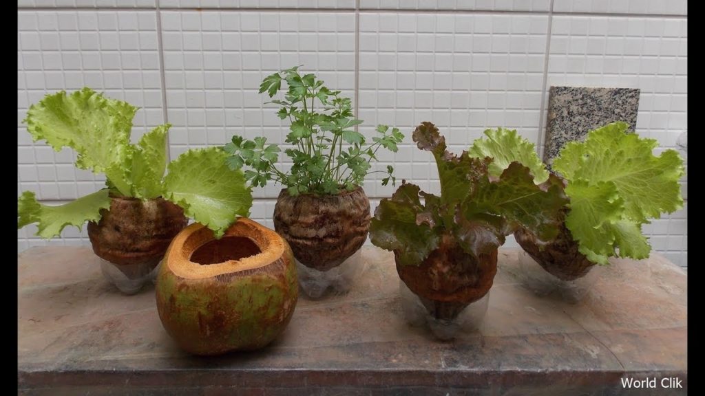 xaxim de coco verde para plantio de ervas