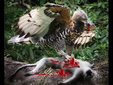 Águia Atacando Um Macaco 