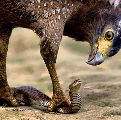 Águia Real enfrentando uma cobra